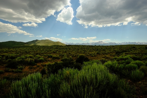 Landschaft baum natur wald Foto