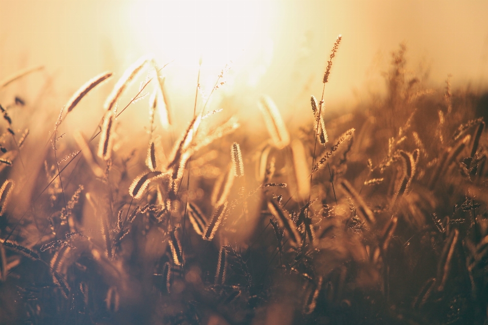 Grass light plant sunset