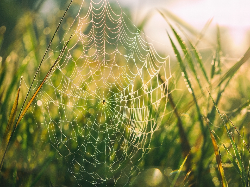 Nature grass branch dew