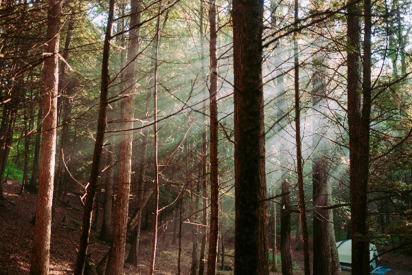 Tree nature forest wilderness Photo