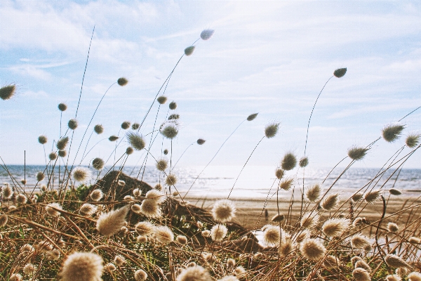 Beach sea grass sand Photo