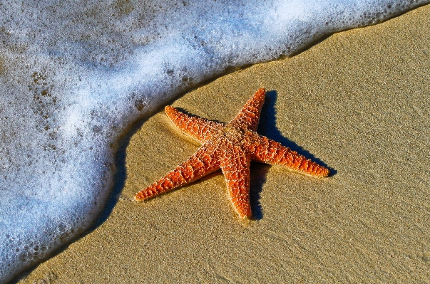 Beach water sand foam Photo