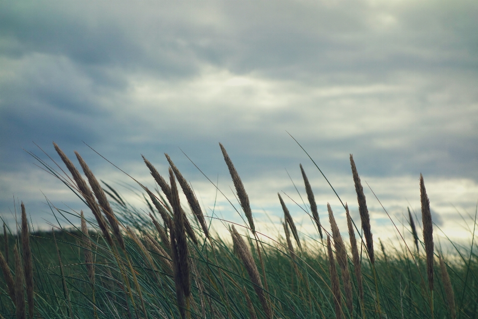 Sea coast nature grass