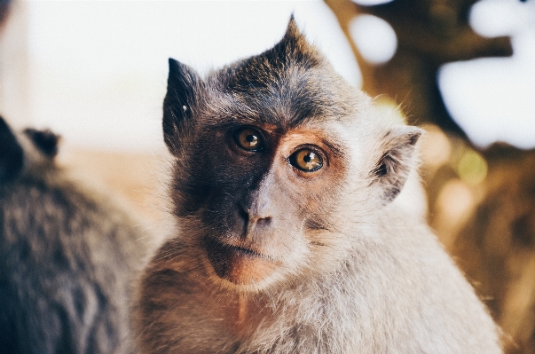 Cat mammal monkey fauna Photo