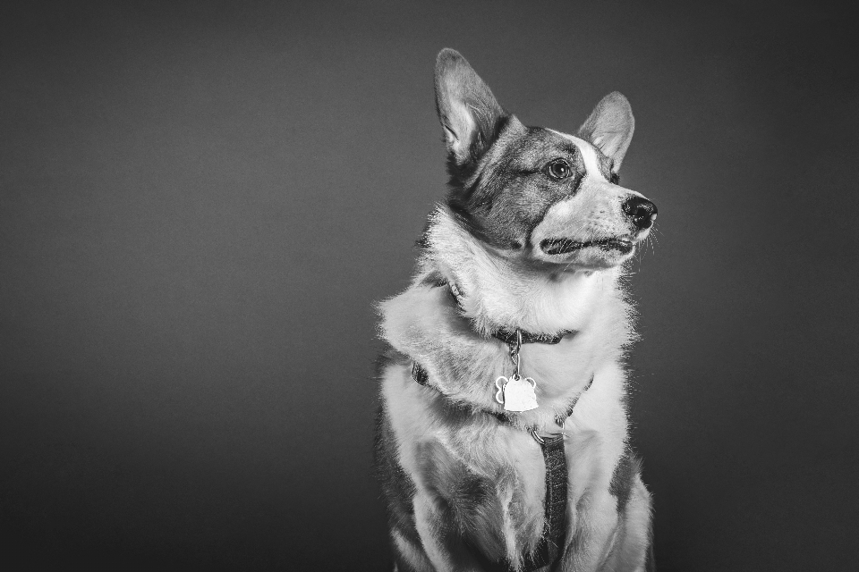 Siyah ve beyaz
 fotoğrafçılık köpek hayvan