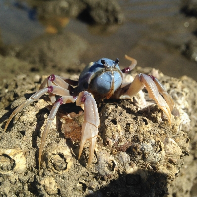 Foto Margasatwa makanan biologi laut