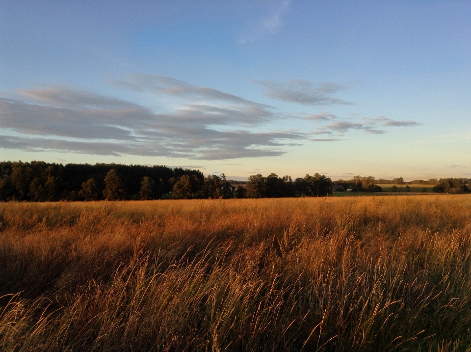 Landscape tree nature grass