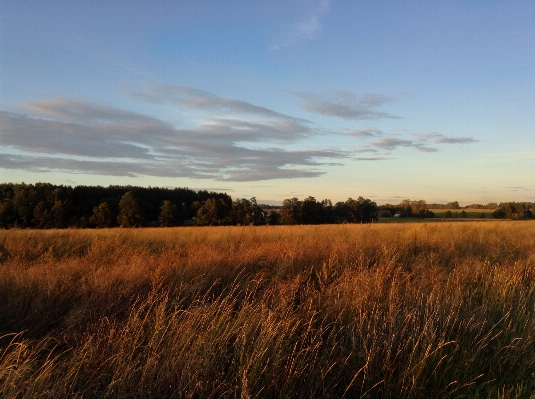 Landscape tree nature grass Photo