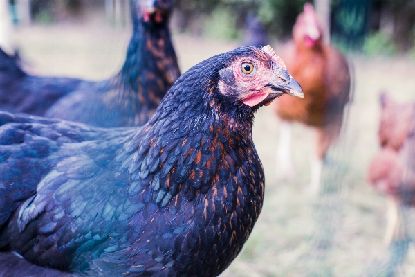 鳥 野生動物 嘴 家禽
 写真