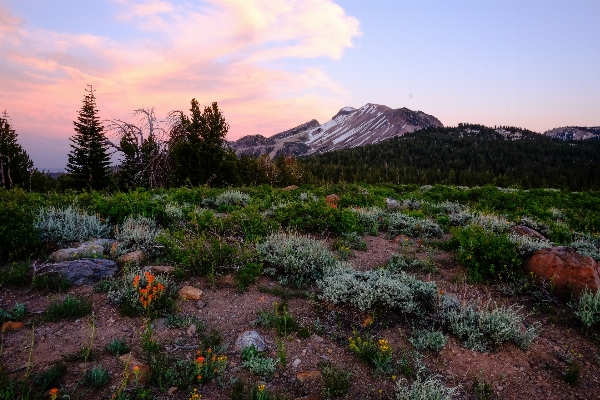 Landscape tree wilderness mountain Photo