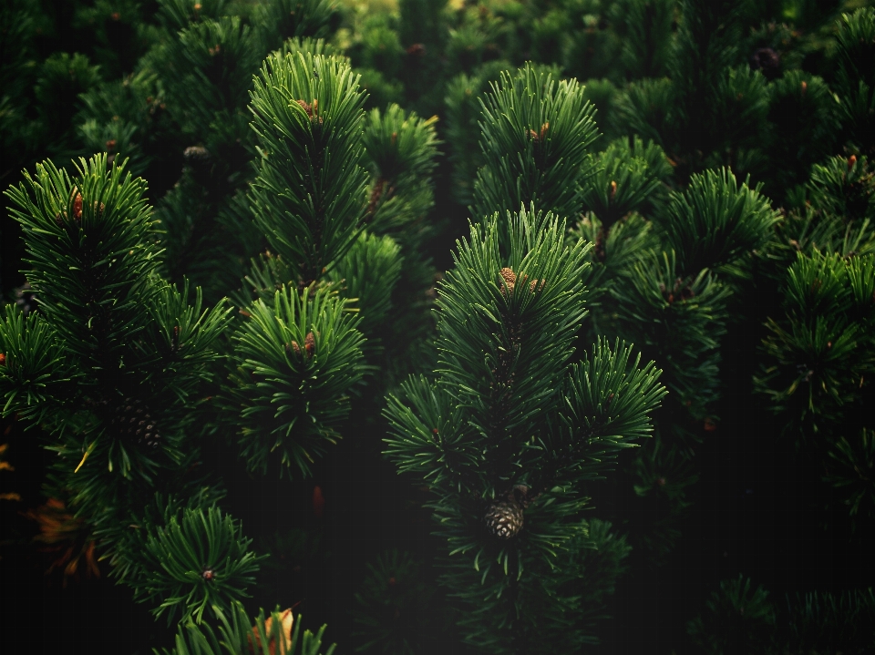 Pohon hutan cabang tanaman