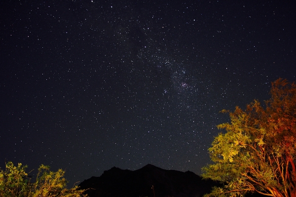 Ağaç gökyüzü gece yıldız Fotoğraf