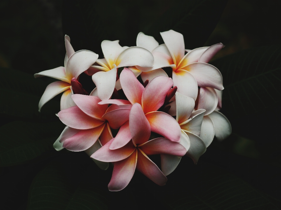 Blossom plant photography flower