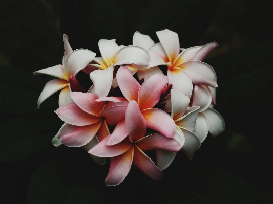 Blossom plant photography flower Photo