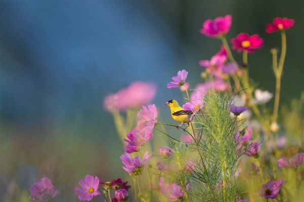 Nature grass blossom bird Photo