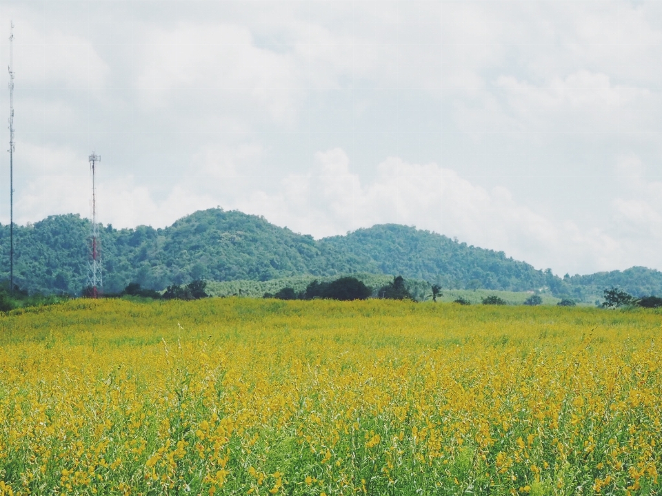 Landschaft gras horizont anlage