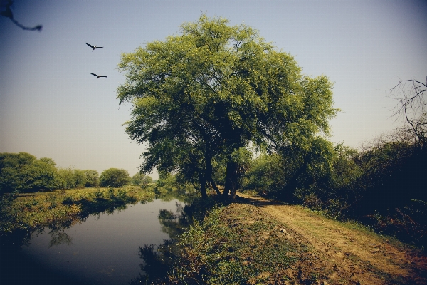 Landscape tree nature forest Photo