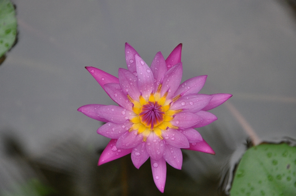 Florecer cactus
 planta flor