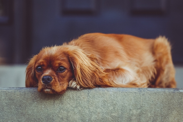 Foto Cucciolo cane canino
 animale domestico