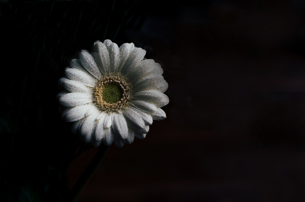 Foto Bianco e nero
 pianta fotografia fiore