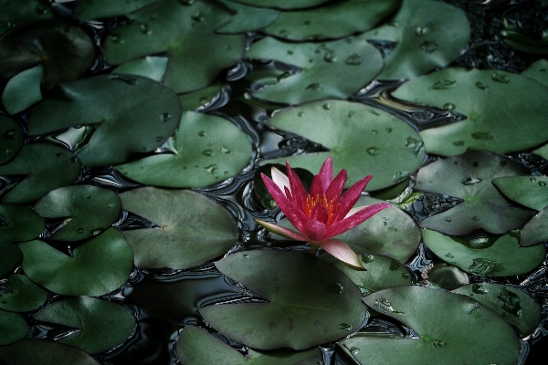 Foto Agua naturaleza cactus
 planta