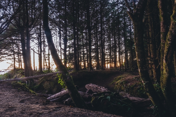 Landscape tree nature forest Photo