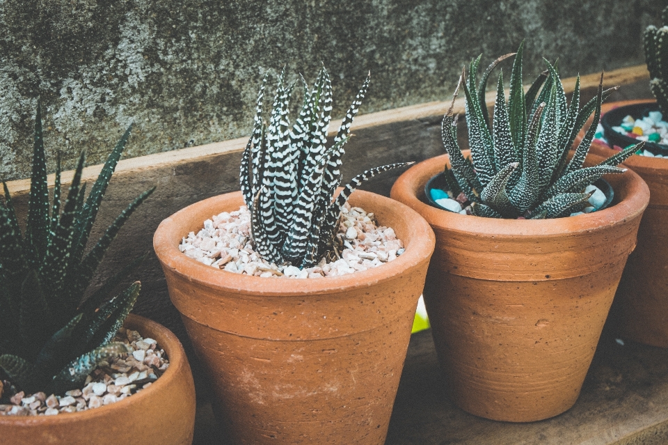 Cactus plant flower pot