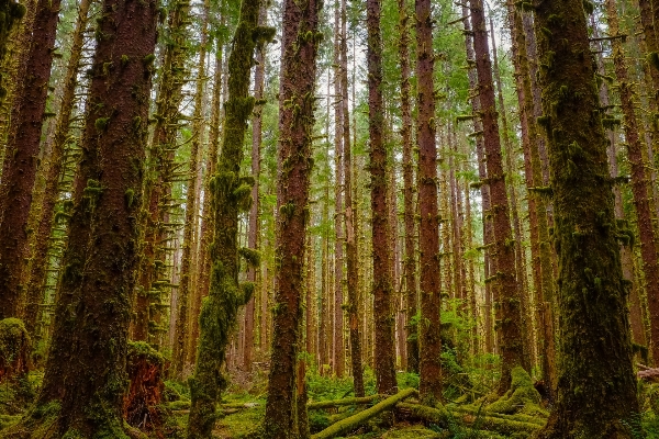 Foto Pohon hutan tanaman sinar matahari