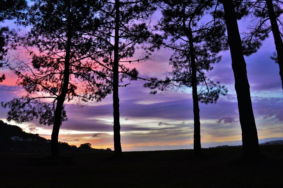 árbol naturaleza horizonte nube