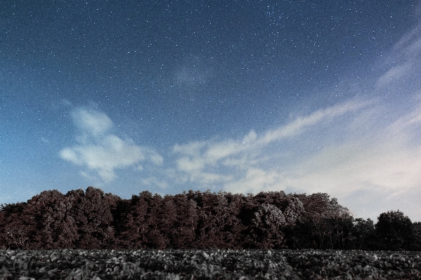 木 自然 森 地平線 写真