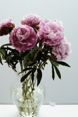 Branch blossom plant flower Photo