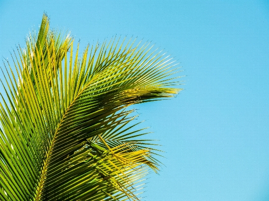 Tree nature grass branch Photo