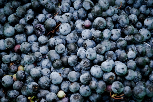 Plant fruit berry food Photo