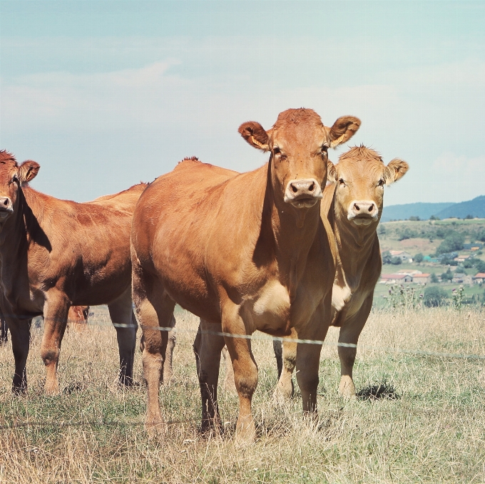 Meadow prairie herd pasture