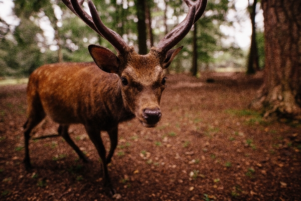 Nature wildlife deer horn Photo