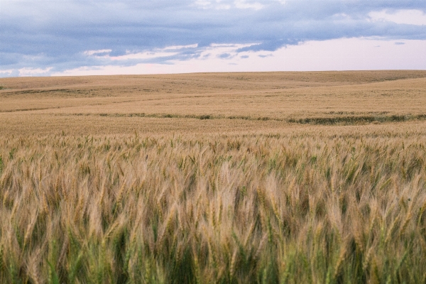 Landscape grass horizon marsh Photo