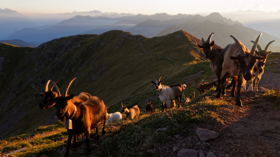 Région sauvage
 montagne troupeau chèvres