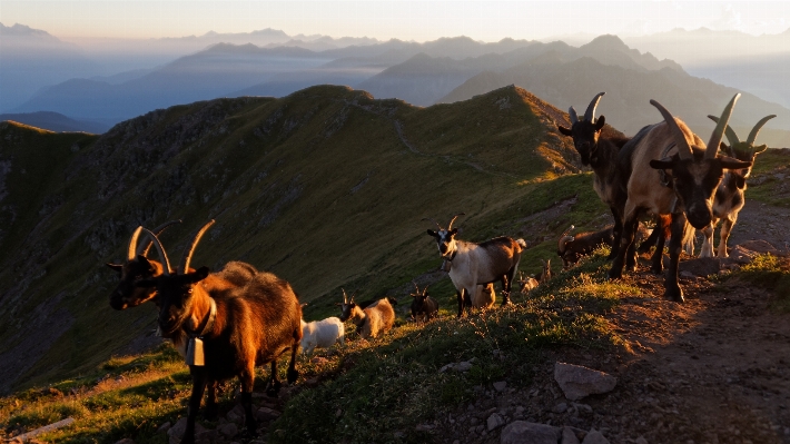 Foto Região selvagem
 montanha rebanho cabras