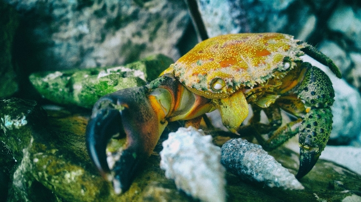 Sea rock wildlife underwater Photo