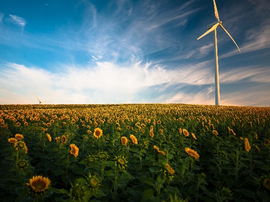 Nature grass horizon cloud Photo