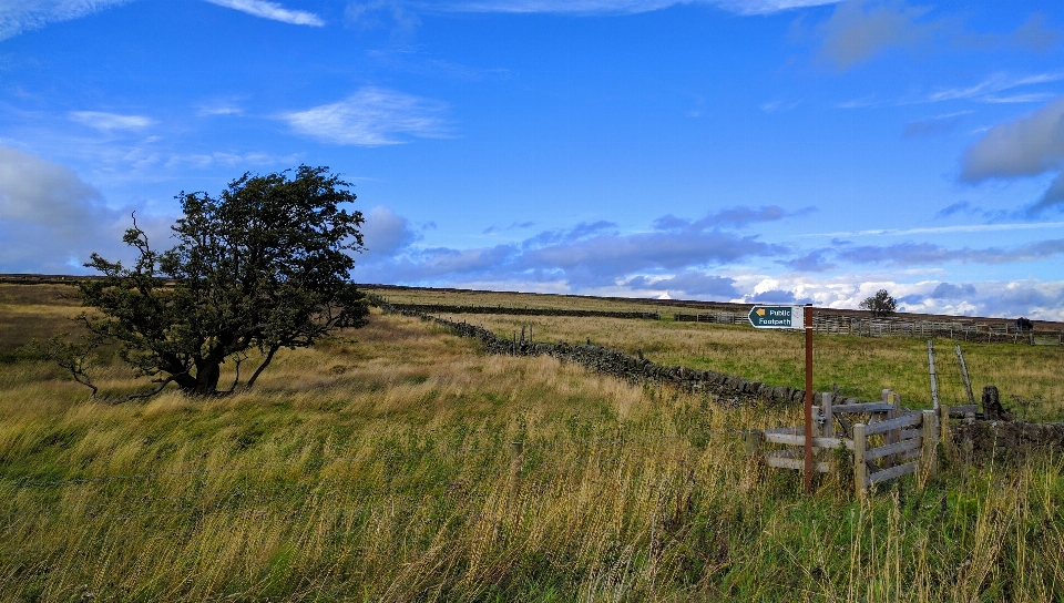 Paisagem costa árvore grama