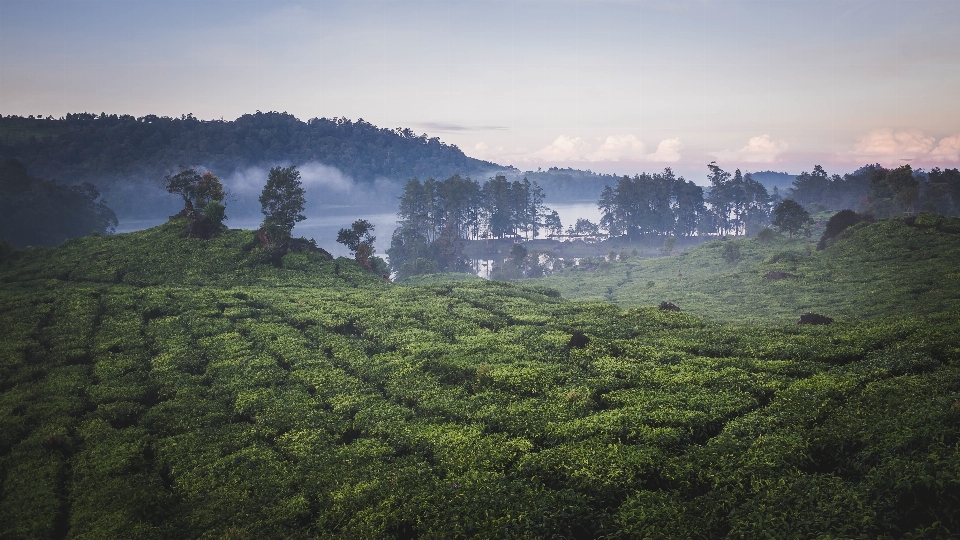 Landscape nature forest wilderness