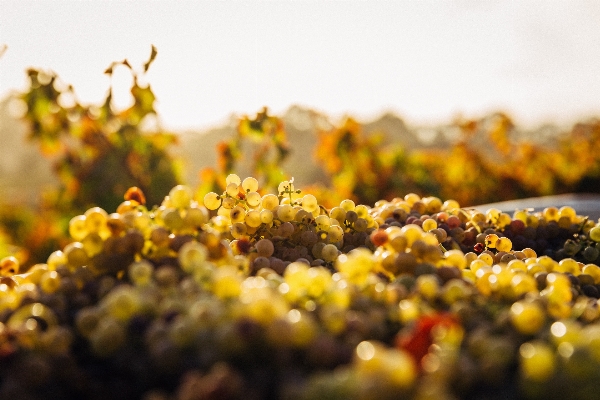 Nature blossom plant grape Photo