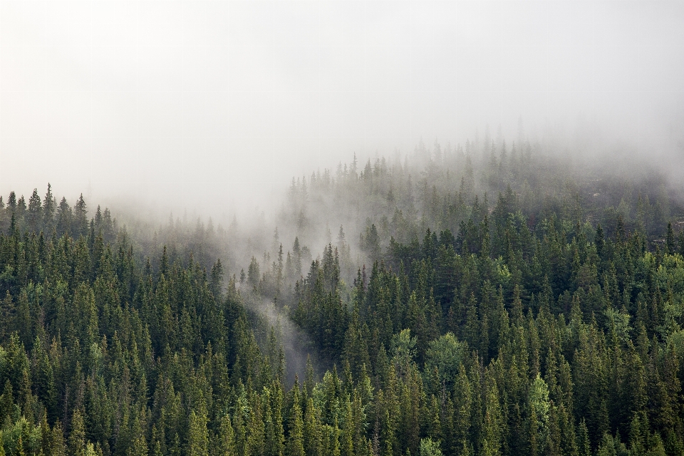 Paisaje árbol naturaleza bosque