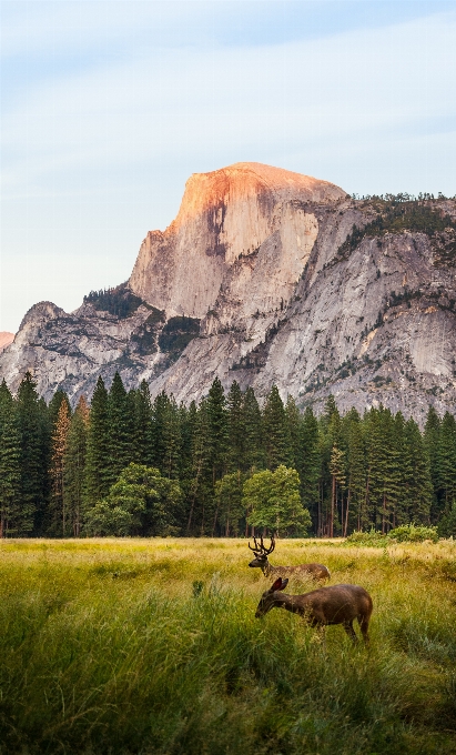 Landscape tree nature rock