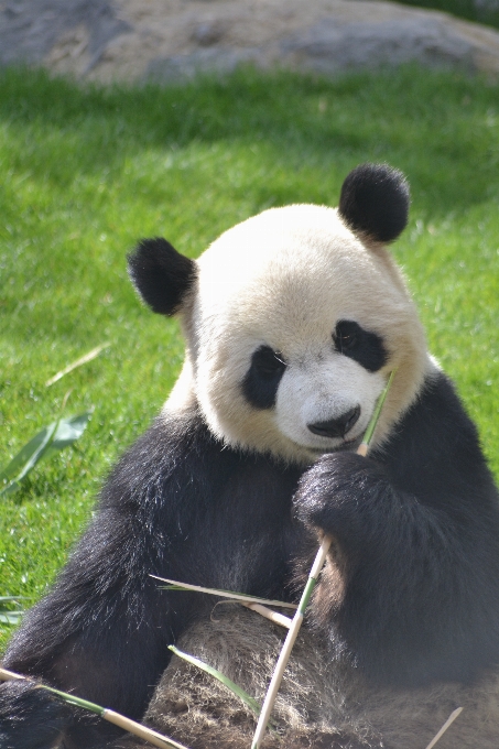 Orso animali selvatici mammifero fauna