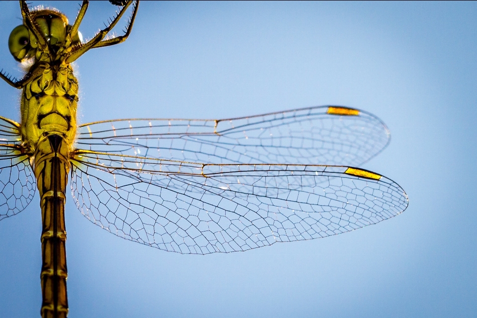 Wing leg line insect