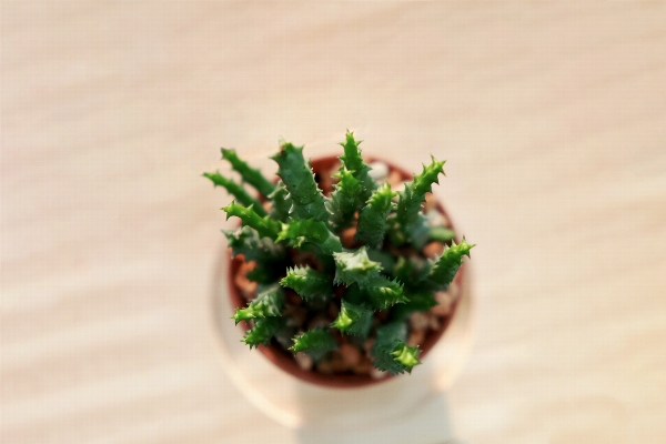 植物 花 皿 食べ物 写真