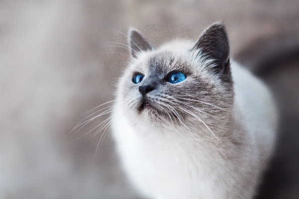 Photo Animal de compagnie chat mammifère