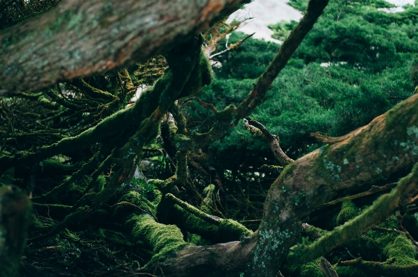 Foto Foresta ramo pianta foglia